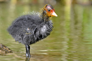 Coot Chick