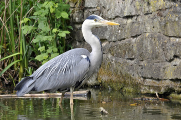 Grey Heron