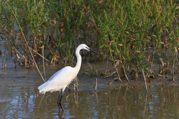Little egret (Egretta garzetta)