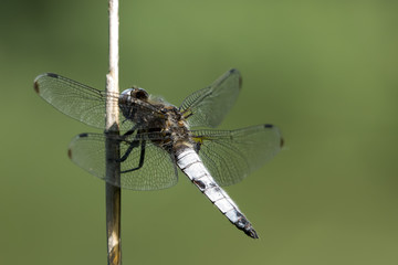Libellula