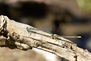Libellule in accoppiamento