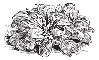 Papier Peint photo Fleurs noir et blanc Salade de maïs ou Valerianella locusta, gravure vintage