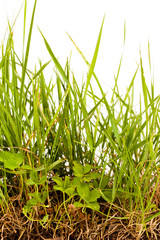 grass  isolated on white
