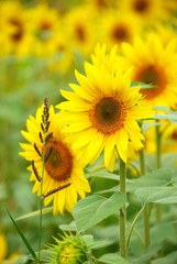 Obraz premium Salem Sunflowers