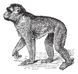 Fototapeta premium Barbary Macaque or Macaca sylvanus, vintage engraving