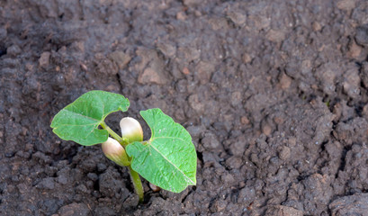 Recently sown seedling from a common dry bean