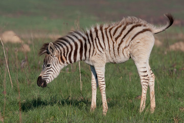 Plains Zebra