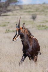 Sable Antelope