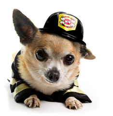 Firefighter Chihuahau