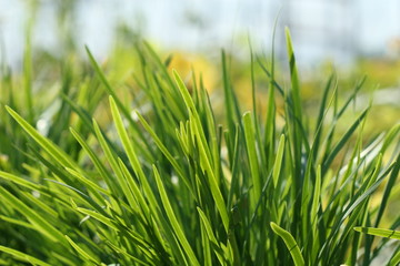 leek