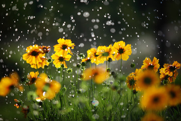 Daisy flower with rain drops - obrazy, fototapety, plakaty