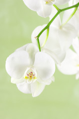 Fototapeta premium Orchid branch