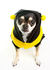 Cute Chihuahua Honey Bee