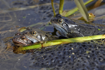 Frog Common