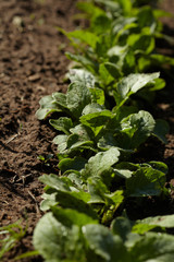radish in the garden
