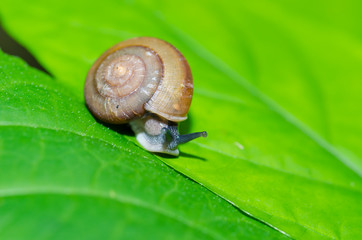 Small brown snail on a green leaf.