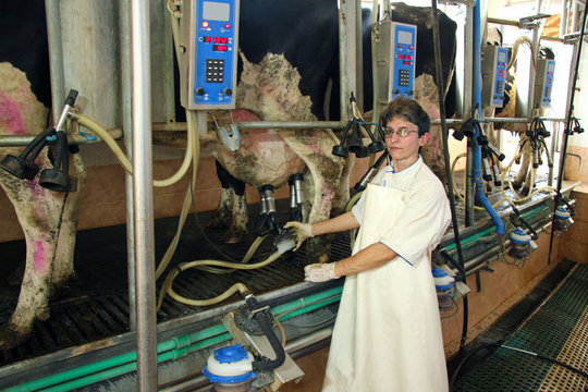 Woman milking cows on dairy farm