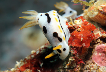 Diana’s Magnificent Slug (Chromodoris Dianae), Bunaken