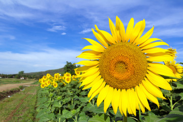portrait of a sunflower in the field