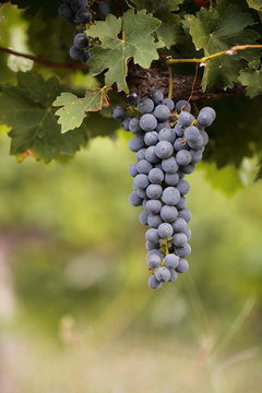 Bunch of black grapes on vine