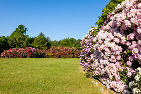 Beautiful Rhododendron Flower Bushes and Trees in a Sunny Garden