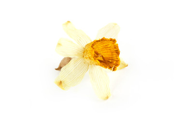 Dried dead flower on white