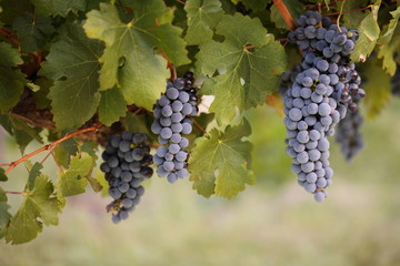 Bunches on red grapes on a vine