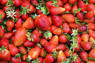 récolte de fraises macro 1