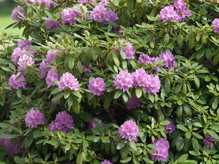 Rhododendron