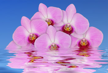 Orchideenblüten & Wasser