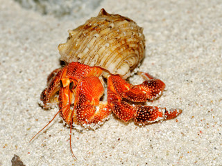 Beautiful hermit crab in his shell closeup
