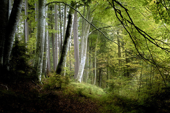 Fototapeta dark forest