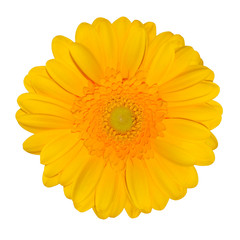 Obraz premium Yellow Gerbera Daisy Flower Isolated on White