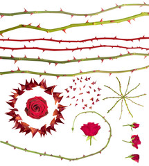 Fototapeta premium Rose thorns collection