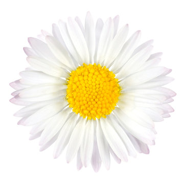White Daisy Flower with Yellow Center Isolated on White