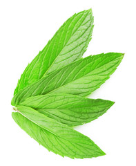 fresh green mint