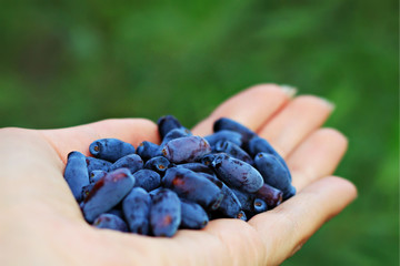 holding violet honeysuckle