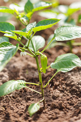 Green peppers growing in the garden