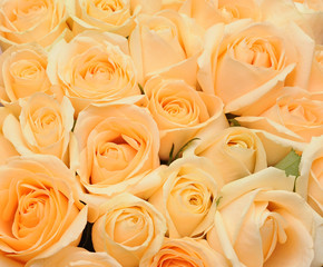 Cream roses background