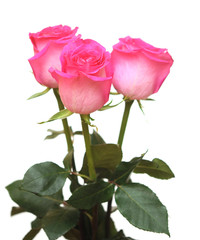 Bunch of pink roses isolated on white