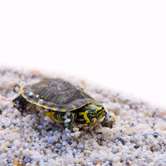 Wasserschildkröte auf weißem Hintergrund