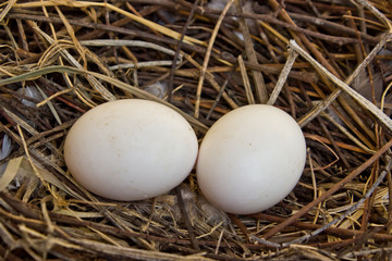 Two pigeon eggs in the nest