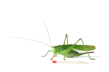 Grasshopper