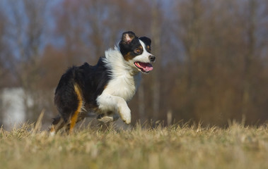 crazy dog