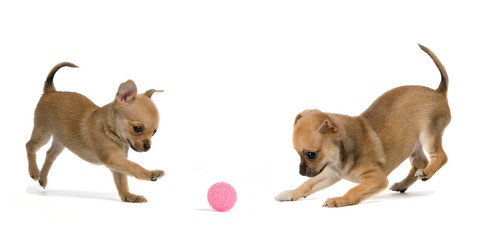 Two puppies playing ball