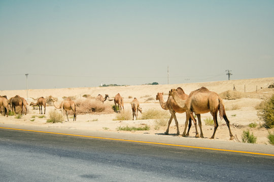 Camels | Negev desert