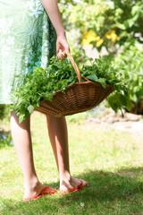 Herbs in a basket © 7monarda