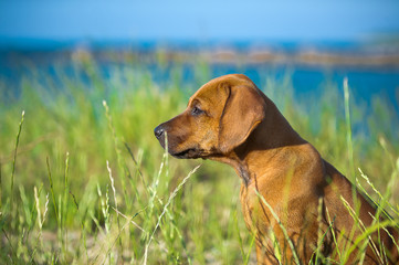 Cute rhodesian ridgeback puppy