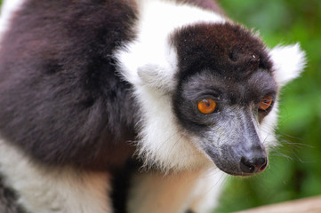 black ruffed lemur