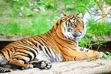Fototapeta na wymiar Piękne Tygrys